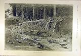 1894 BEATERS SHOOTING SPORT PRINT RABBITS PHEASANT GAME