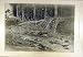 1894 BEATERS SHOOTING SPORT PRINT RABBITS PHEASANT GAME