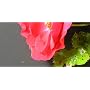Fujifilm FinePix F300 EXR II Appareil photo num�ri&hellip de Fuji
