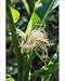 Photographic Prints of ROG-2115 Sweet Corn / Maize - female flowers a tassels from Ardea Wildlife Pets