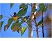 Photographic Print of Gouldian Finch -Group in tree from Ardea