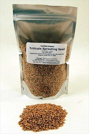 Organic Triticale Seeds - 1 Lb - Seed In Resealable Bag- Triticale Is A Grain Hybrid of... by Handy Pantry