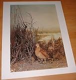 Becasses Snipes E. Moltoni G. Lucerni Large Print