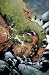 Search : Incredible Hulk & The Thing: Hard Knocks (Fantastic Four)
