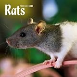 Rats 2010 Square Wall (Multilingual Edition)