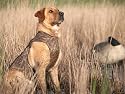Avery Standard Hunting Dog Parka