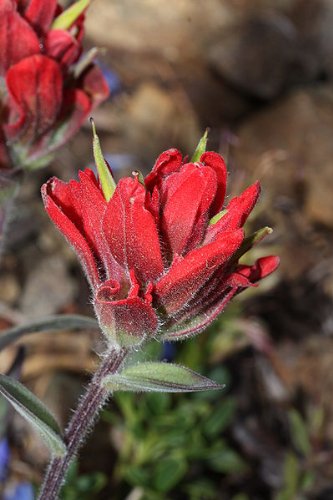 50 Red INDIAN PAINTBRUSH Castilleja Indivisa Flower Seeds 50 Red INDIAN PAINTBRUSH Castilleja Indivisa Flower Seeds