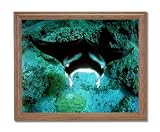 Manta Ray Ocean Sea Life Home Decor Wall Picture Oak Framed Art Print
