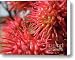 Castor Bean Plant Canvas Print / Canvas Art - Artist Jon Cox