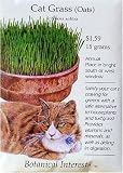 Cat Grass Seeds