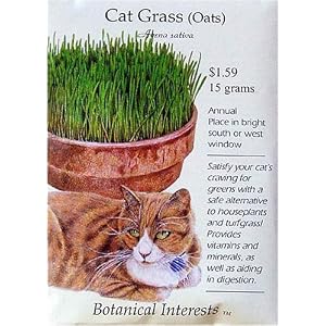 Cat Grass Seeds 500 Seeds by 