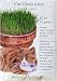 turkish van - Cat Grass Seeds
