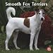 Fox Terriers, Smooth 2010 Square Wall