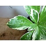 【50ポットセット】 斑入りフッキソウ 9cmポット フッキソウ 「（富貴草）」 ポット苗 苗木 植木 苗 庭木 生け垣