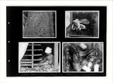 Historic Print (XL): A tray of silk worms; close-up of silk worms; feeding silk worms with mulberry leaves; s