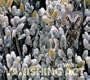 Vanishing Act