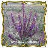 Lead Plant (Amorpha canescens) Jumbo Wildflower Seed Packet - 1000 Seeds