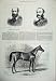 1879 Isonomy Horse Ascot Cup Sport Northey Colley Zulu