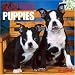 boston terrier - Boston Terrier Puppies 2007 Wall Calendar