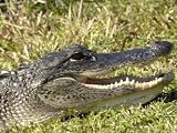 Alligator, a Threatened Species, Everglades National Park, Florida Photographic Poster Print, 32x24