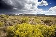 Blooming Brush in Spring in Western Colorado - Sensational 16x20 Photographic Print by Carol M. Highsmith