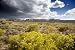Blooming Brush in Spring in Western Colorado - Sensational 16x20 Photographic Print by Carol M. Highsmith