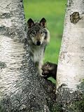 Male Gray Wolf and Cub Behind Tree, Montana Photographic Poster Print by David Burch, 30x40