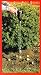 Outdoor Living : 24" Electric/Cordless 3 1/4" Big Bulb Planter-NO EFFORT