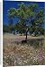Canvas Prints of A young cork tree in a field of wild flowers from AWL Discover Images