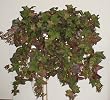 Large Sage Ivy Ledge Garden