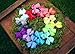 Ema Jane - Neon Grosgrain Hair Bow Clips (15 Pack)