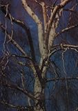 Trees and bushes of Europe