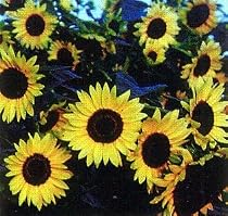 Giant Primrose Sunflower 50 Seeds - Helianthus annuus
