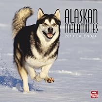 Alaskan Malamutes 2010 Square Wall (Multilingual Edition)