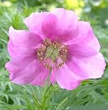 Amazon / Hirt's: Siberian Rose Fernleaf Peony 4 Seeds - Perennial