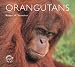Search : Orangutans (WorldLife Library)