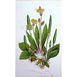 C1870 アンプラットの花は Ribwort の古めかしいオオバコを植えます