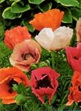 51Xs%2ByYfbjL. SL160  Oriental Poppy Plants