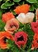 Pizzicato Mixed Poppy - 100 Seeds