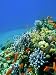 Wallmonkeys Peel and Stick Wall Decals - Colored Reef - Removable Graphic