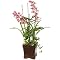 Dendrobium Faux Floral Arrangement in Square Planter