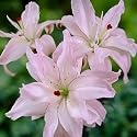Double Asiatic Lily Bulbs Spring Pink