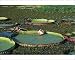 Photographic Prints of FG-5791 Victoria / Giant / Amazon Waterlily - flowers are white first night from Ardea Wildlife Pets
