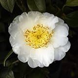 【椿 苗木】ツバキ 深雪の香り 3年生苗