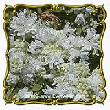 Mountain Mint (Pycnanthemum virginianum) Jumbo Wildflower Seed Packet - 2000 Seeds