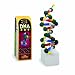 FloraCraft Styrofoam Kits, DNA Model Kit, Pre-Painted