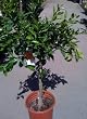 Cara Cara Pink Navel Orange Tree Semi Dwarf Five Gallon