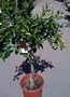 Cara Cara Pink Navel Orange Tree Semi Dwarf Five Gallon