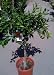 Cara Cara Pink Navel Orange Tree Semi Dwarf Five Gallon