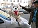 Search : GIANT 40" TEDDY BEAR * SOFT FUR HAS BEAUTIFUL DESIGN OF FLOWERS EMBEDED IN IT * HUGE SOFT STUFFED JUMBO BIG PLUSH * AMERICAN MADE IN THE USA AMERICA